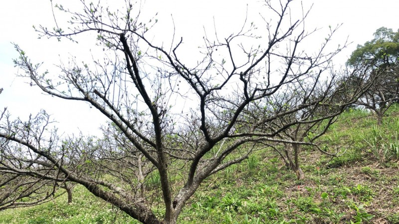 苗栗縣大湖、泰安的紅肉李不開花，苗栗縣農業處明天將會同相關單位到受災果園會勘，了解受害原因是暖冬造成，還是雨水不足導致。（記者蔡政珉翻攝）