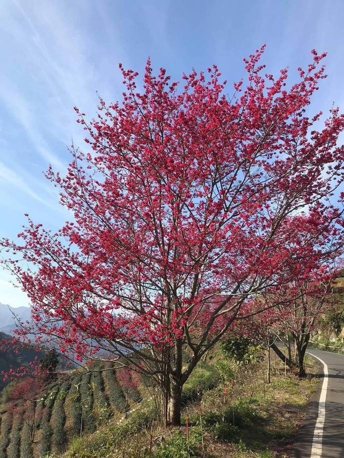 石壁櫻花即將進入盛開，數千棵櫻花將整片翠綠的山坡染成櫻紅層層。（雲林縣政府提供）