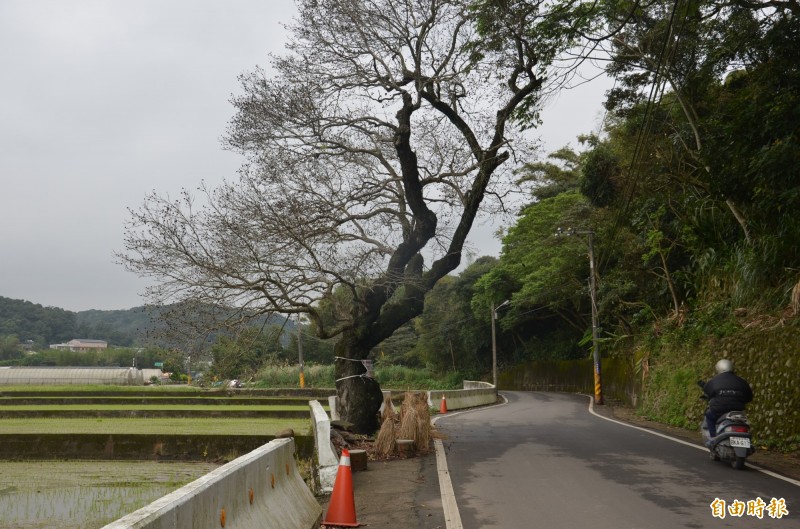 楓樹坑的百年老楓香樹已不多見。（記者周敏鴻攝）