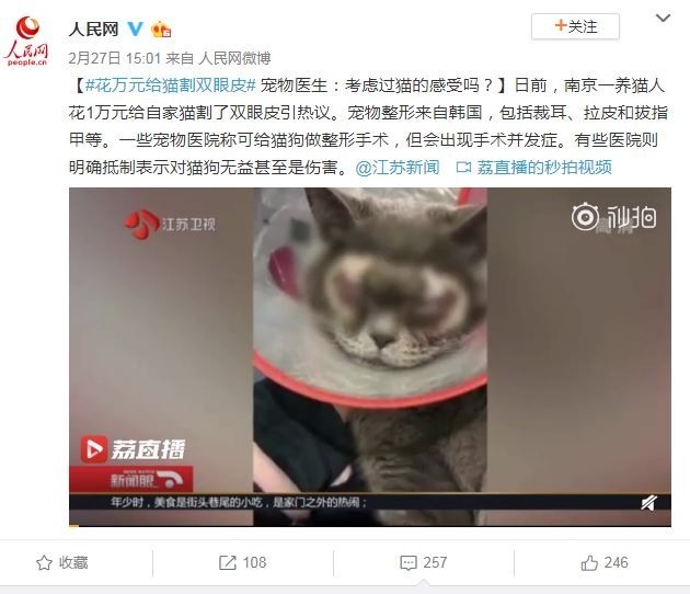 中國一名飼主疑似為了讓貓變漂亮，竟花人民幣1萬元（約新台幣4萬6026元）帶牠去割雙眼皮。（圖擷取自微博）