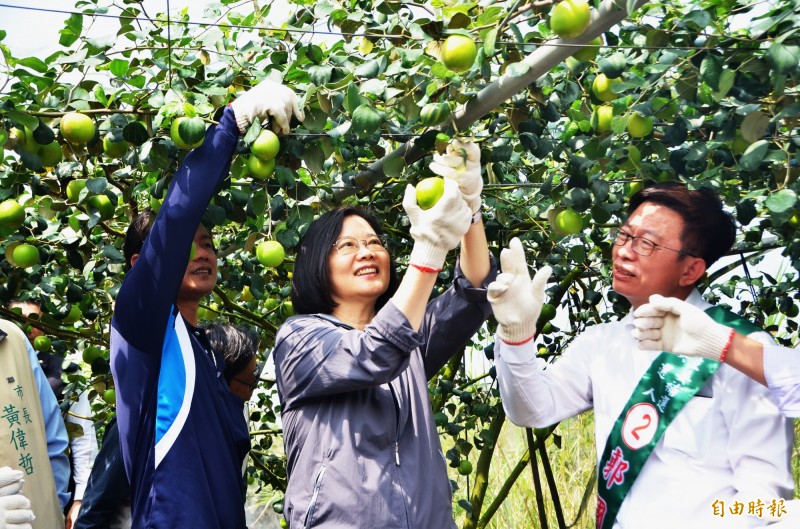 總統蔡英文（中）到蜜棗園實地體驗採收。（記者吳俊鋒攝）