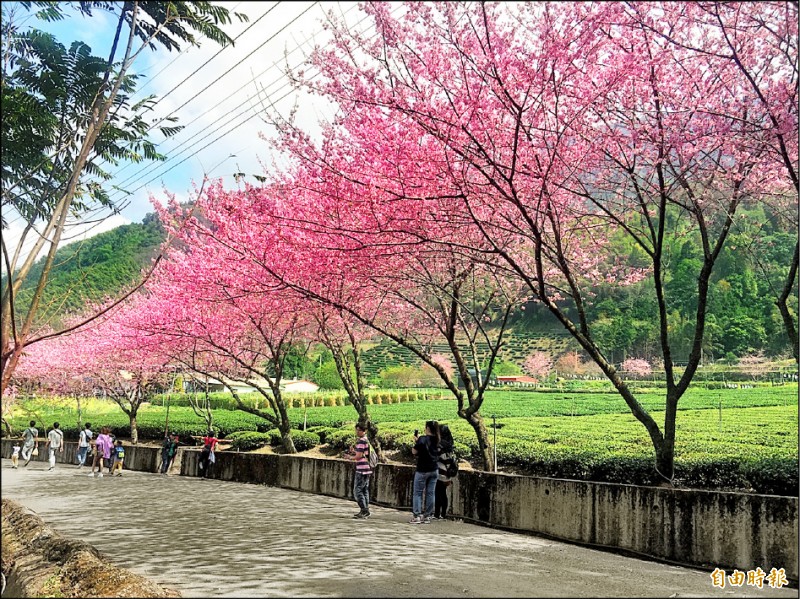 信義草坪頭櫻花開逾5成 地方 自由時報電子報
