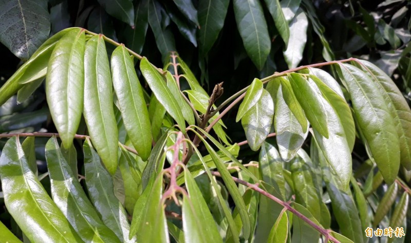 暖冬久旱造成台南龍眼、荔枝不開花，只見新芽、不見花穗。（記者楊金城攝）