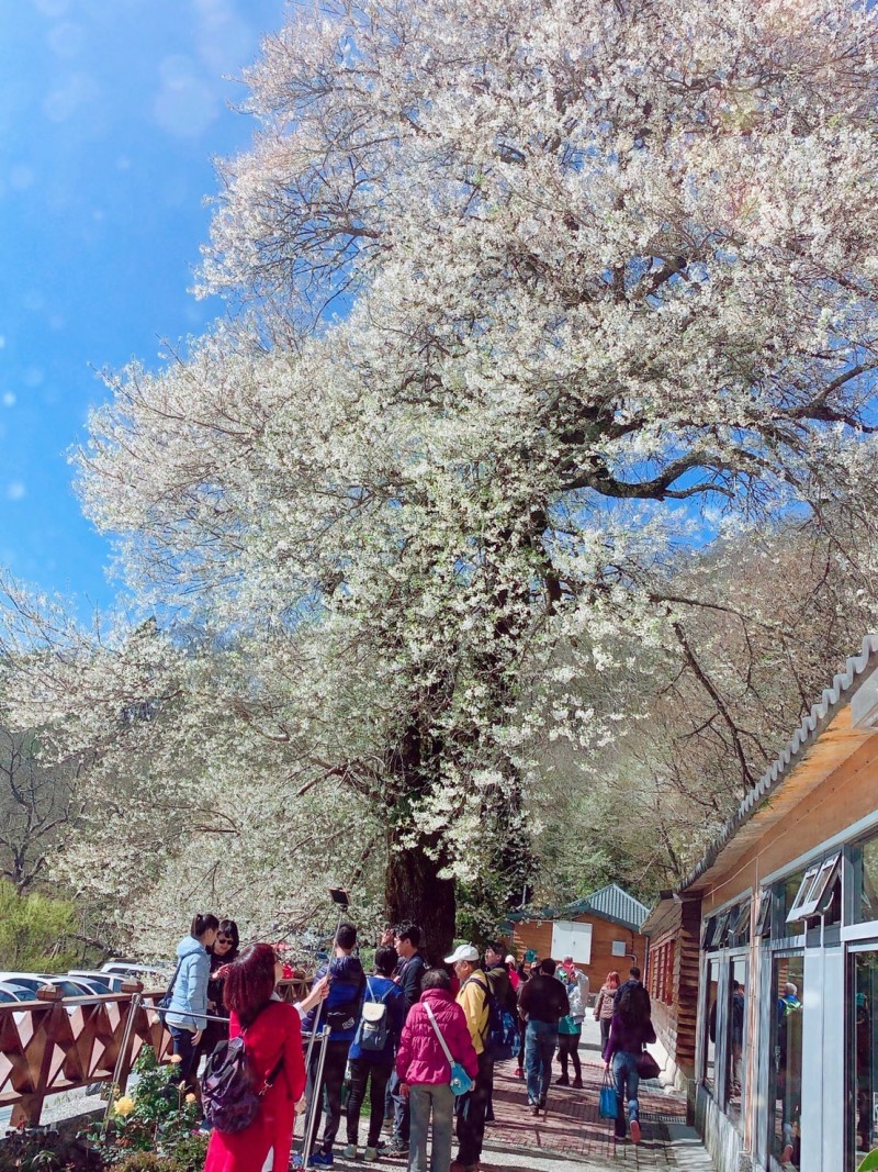 雪霸國家風景區觀霧山莊前的「霧社櫻王」進入盛開期，花開了將近一半。（圖由蕭宜峯提供）