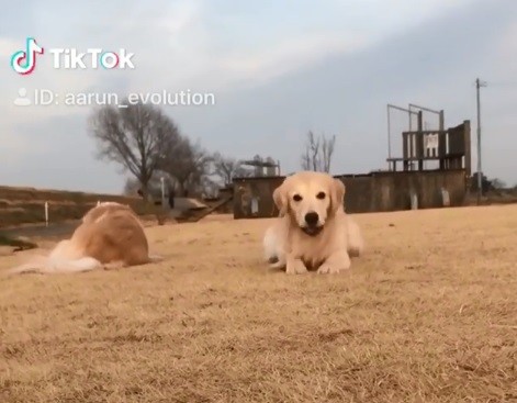 黃金獵犬趴地匍匐前進見鏡頭 一秒燦笑 萌翻網友 生活 自由時報電子報