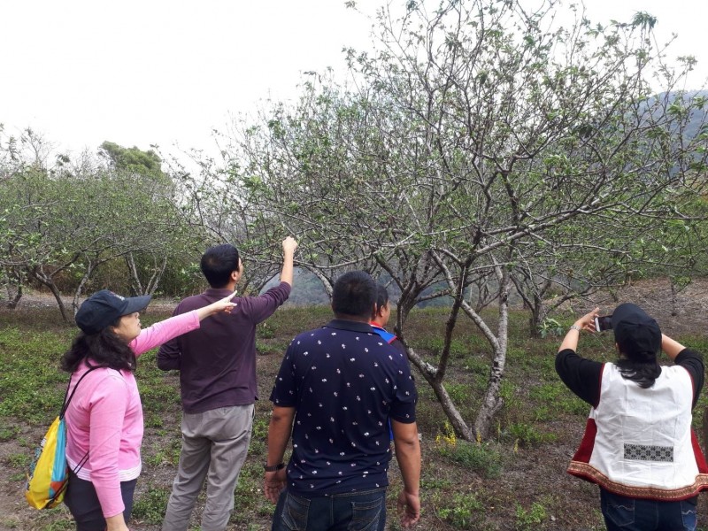 農業局人員勘查農損果園。（記者蔡清華翻攝）