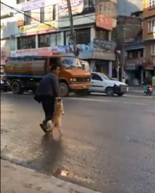 外國一隻狗狗站起來過馬路的畫面讓路人驚呆。（圖擷自推特）
