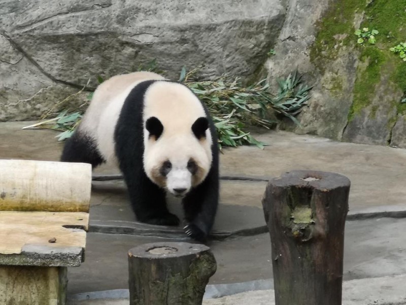 中國重慶動物園有意送兩隻貓熊「融融、雄雄」給高雄壽山動物園。（圖擷取自高雄市觀光局長潘恆旭臉書）