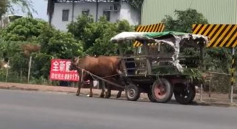 台南農家用2隻牛拖著四輪車現身街道，引發網友熱議。（圖擷取自爆廢物公社）