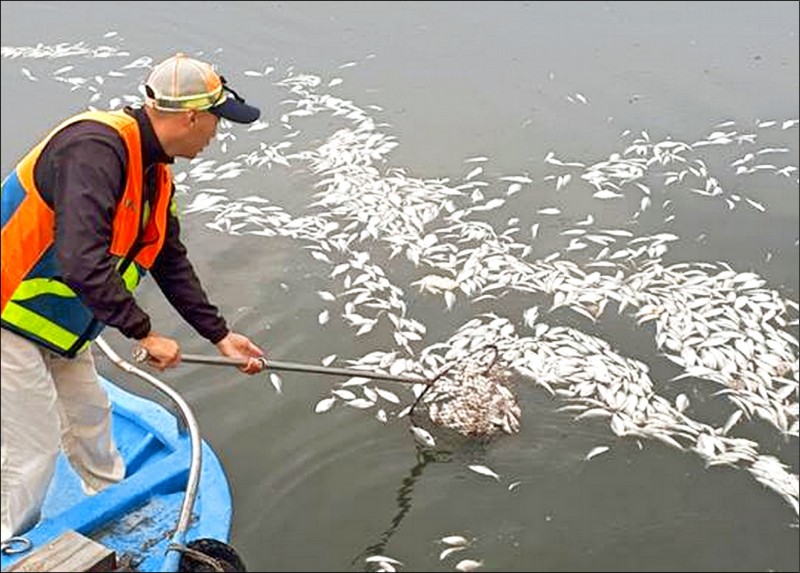 環保局清潔隊出動船筏打撈，第一天清除約兩噸魚屍。（記者蔡文居翻攝）