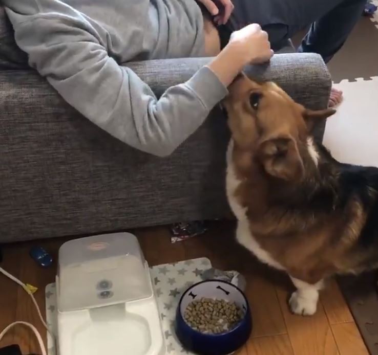 日本一名家中有飼養柯基犬的主人，在Twitter上發佈影片，並無奈表示「家裡的狗愛好是護食，每天必須假裝想搶狗糧，才能討得狗狗高興...」（圖擷取自Twitter）