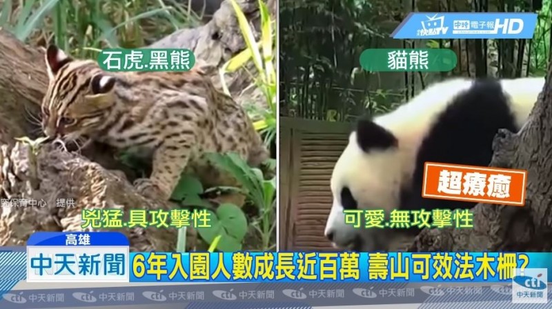 中天新聞將貓熊與石虎、台灣黑熊做比較，稱石虎與台灣黑熊外型兇猛又具攻擊性，遭專家打臉。（記者鄭名翔翻攝）