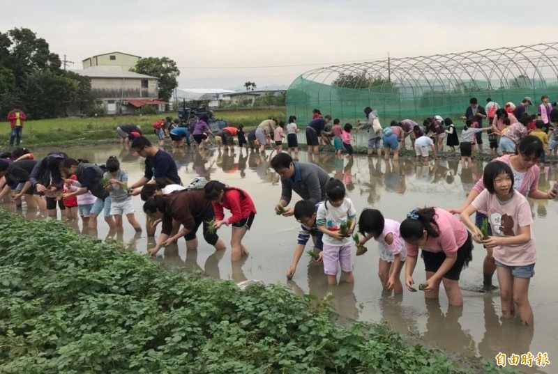 潭子區農會慶祝成立100週年，邀請東寶國小親子插秧，體驗農民辛苦　。（記者歐素美攝）