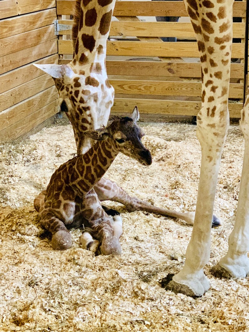 美國動物探險公園（Animal Adventure Park）直播長頸鹿媽媽四月（April）的生產過程，引來30萬名網友圍觀。（美聯社）