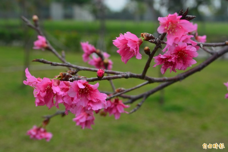 霧峰丁台公園內的八重櫻近日盛開，粉紅色的花朵相當漂亮。（記者陳建志攝）