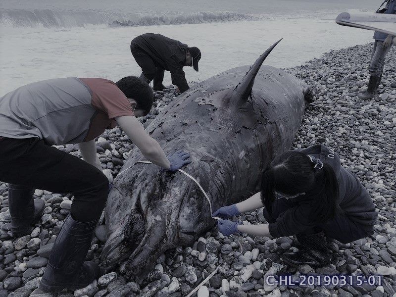 花東海岸上週連續出現3起鯨豚擱淺通報案件中，其中一件是柯氏喙鯨，海洋委員會海洋保育署今日公布柯氏喙鯨解剖結果，發現胃裡都是塑膠垃圾。（海洋委員會海洋保育署提供）