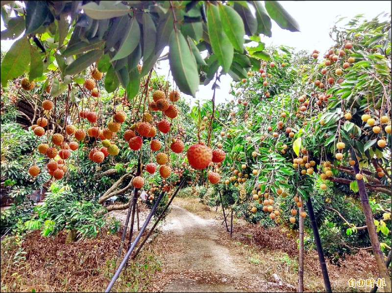 糯米荔枝（如圖）與黑葉荔枝災害救助金額不同。（資料照，記者劉濱銓攝）