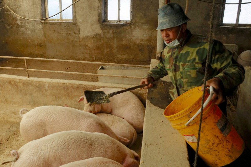 于康震表示，截至目前為止，中國共有28個省份先後發生113起非洲豬瘟疫情，其中家豬疫情110起、野豬疫情3起；不過在今年前2個月，疫情月度發生數下降到個位。圖為中國一戶養豬農民。（路透）