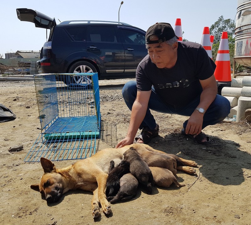 狗媽肉身擋吊車保護貨櫃下6初生幼犬。 （台灣動物緊急救援小組提供）