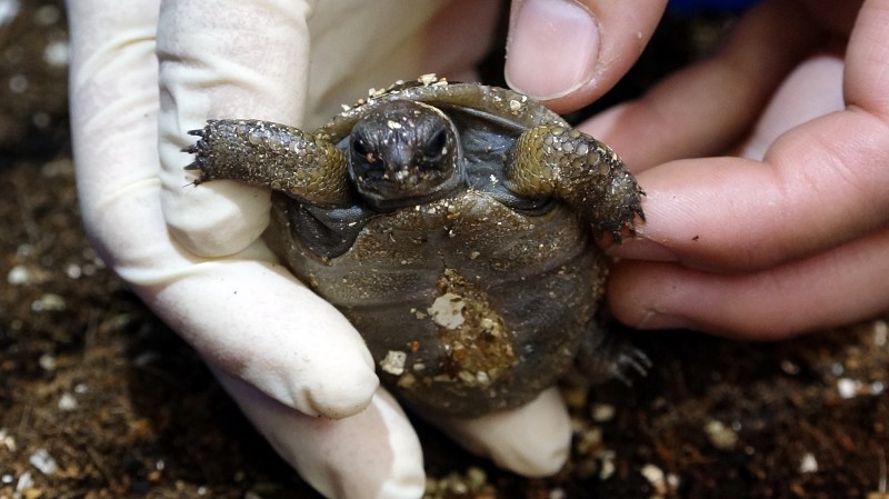 何種因素能決定亞達伯拉象龜寶寶的性別？（台北市動物園提供）