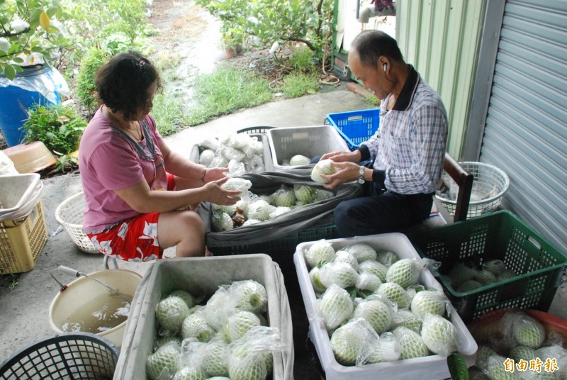 芭樂産地價格每台斤盪到剩6、7元。（記者顏宏駿攝）