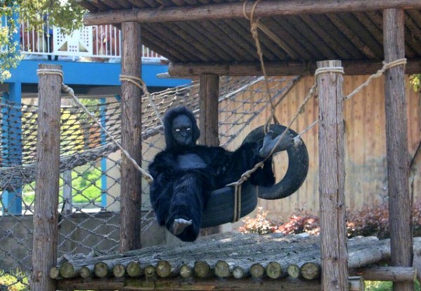 遊客到動物園看猩猩，卻只看到工作人員扮的假猩猩，氣到上網發文控訴。（圖擷取自微博）