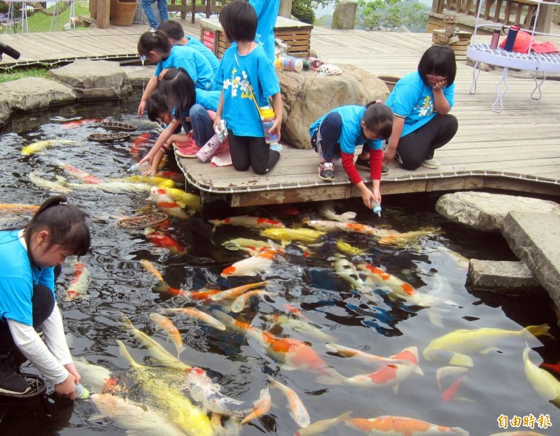 南投市文山國小學童在「星月童樂會」活動中，拿著奶瓶餵食魚兒情形。（記者謝介裕攝）