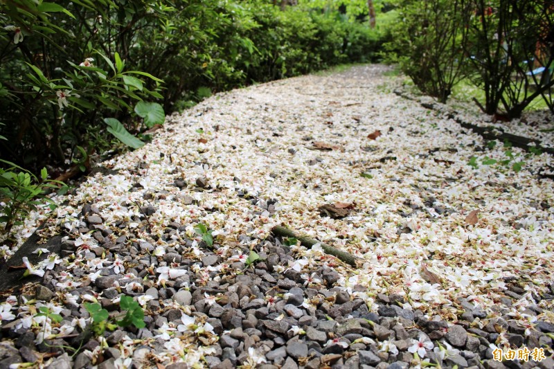 土城區公所舉辦桐花登山活動，限額500人參加，一起漫步在桐花林間。（記者邱書昱攝）