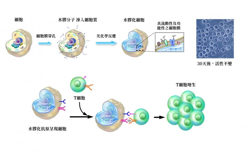 果凍細胞 可常保青春中研院新技術有助病毒檢測 免疫療法 生活 自由時報電子報