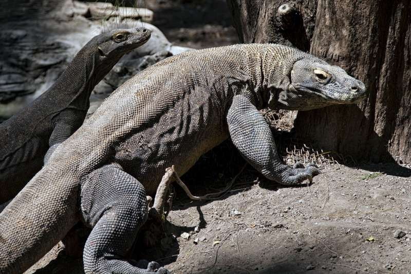 全球最大蜥蜴被偷怕了 印尼將封島救瀕危科莫多龍 國際 自由時報電子報