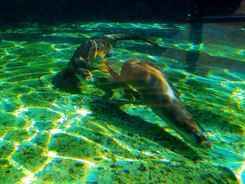 歐亞水獺是游泳高手。（台北市立動物園提供）