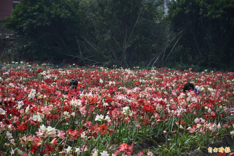 孤挺花不自賞他種2公頃讓家鄉更美麗 生活 自由時報電子報