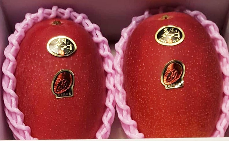 日本宮崎縣的頂級芒果「太陽蛋」今天以破紀錄的2顆13.7萬元賣出。（圖取自宮崎品牌推廣總部）