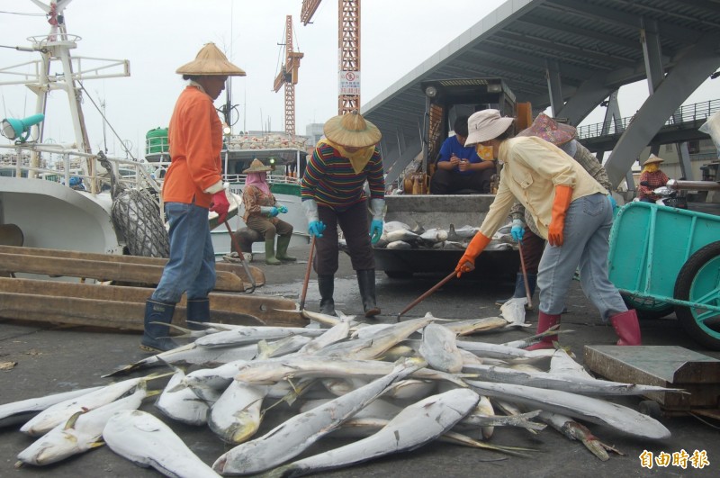 黑鮪魚前頭部隊鬼頭刀魚盛產。（記者葉永騫攝）