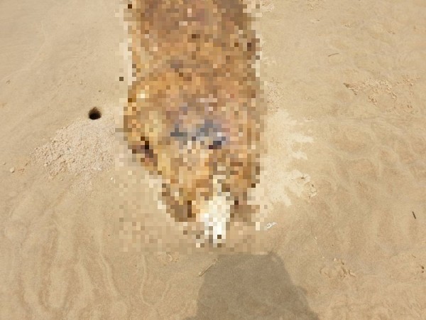 金門8日於金城鎮銅牆山海灘發現的海漂豬屍。（金門縣政府提供）