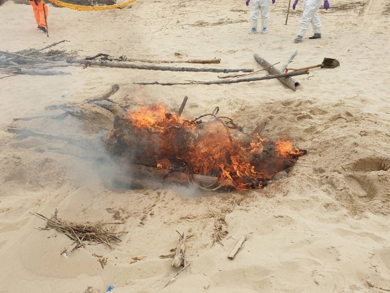 金門8日於金城鎮銅牆山海灘發現海漂豬屍，在採樣後就地焚燒掩埋。（金門縣政府提供）