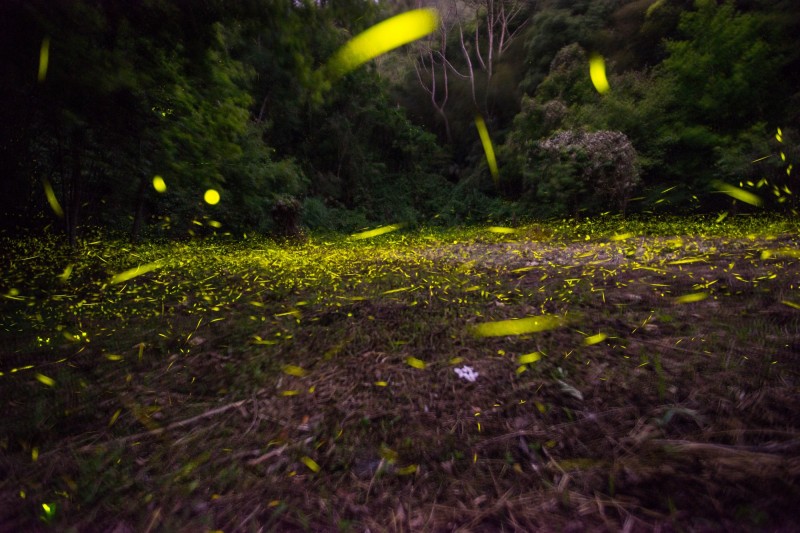 大湖鄉大窩地區因保有原始風貌，入夜後，螢火蟲滿天飛，令人驚艷。（記者張勳騰翻攝）