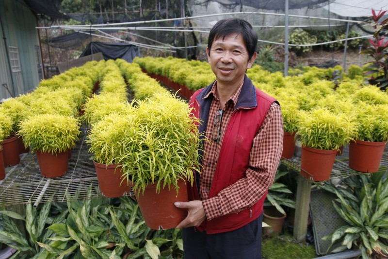 大里區農會花卉產銷班副班長張筆能栽培觀葉植物「三爪金龍」，吸引不少民眾參觀。（記者蘇金鳳翻攝）