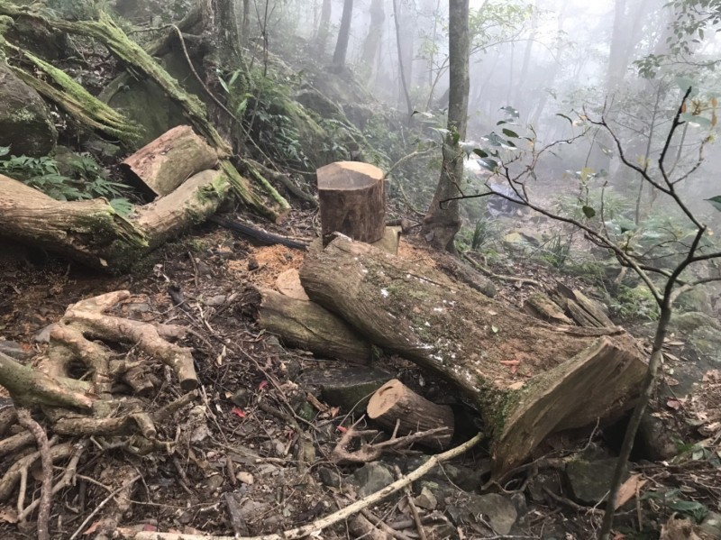 盧姓、陳姓男子為首的山老鼠集團，被發現在新北市三峽山區盜伐國有林地的珍貴肖楠木。（資料照，新北地檢署提供）