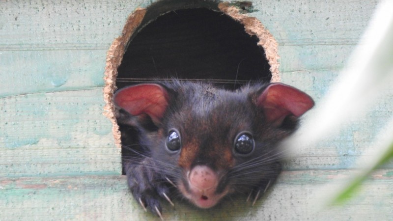 古坑華南國小木製巢箱闖入一隻大赤鼯鼠，長相酷似無尾熊，令學童又驚又喜。（華南國小陳士訓提供）