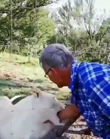 南非一名55歲的男子擅自將手伸進鐵絲網撫摸獅子，結果手臂遭母獅緊緊咬著長達5秒鐘。（圖擷取自臉書بدر سكارفيس）