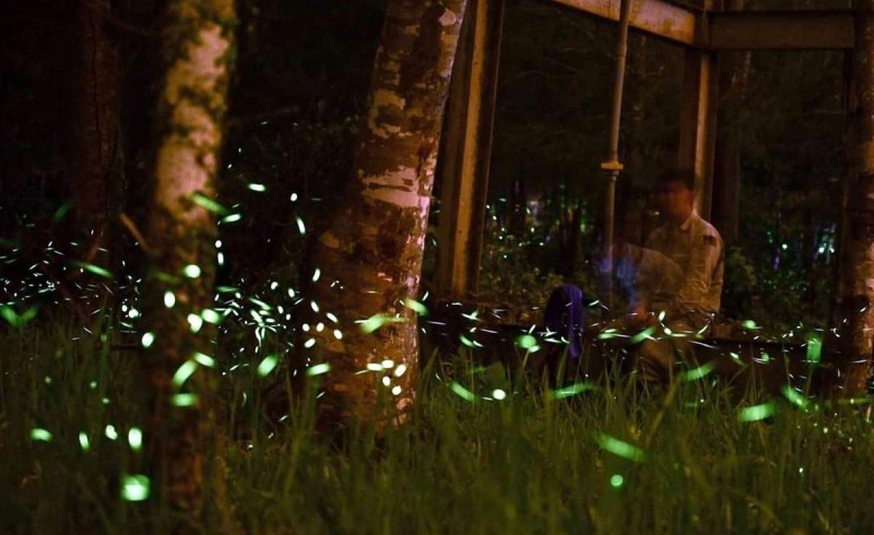 南投 越線 闖復育區迭傳螢火蟲復育成果受衝擊 生活 自由時報電子報