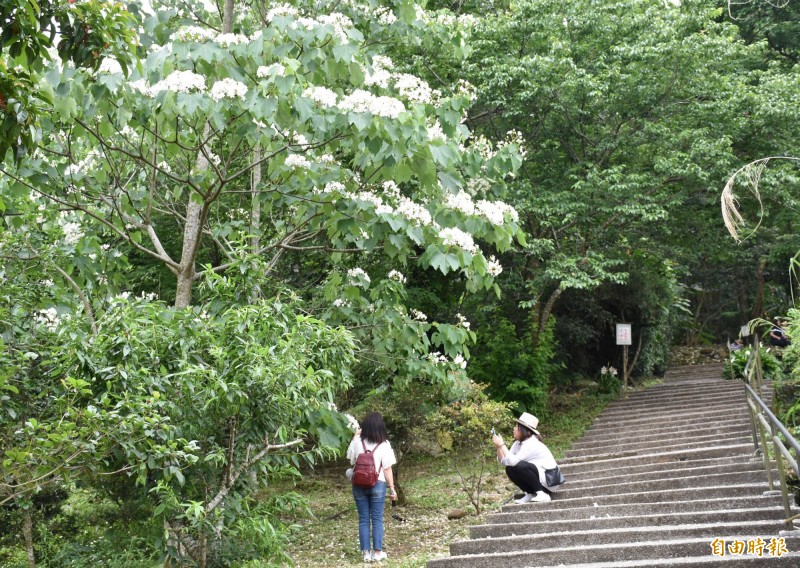 大溪義和里十一指古道可看見油桐花綻開的景象，雖然只有零星幾株開花，尚未大開，仍令遊客驚喜。（記者李容萍攝）