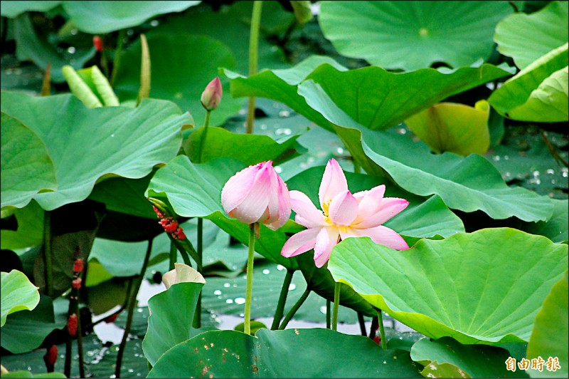 白河蓮花季5月18日登場，目前不少蓮區花姿搖曳。（記者王涵平攝）