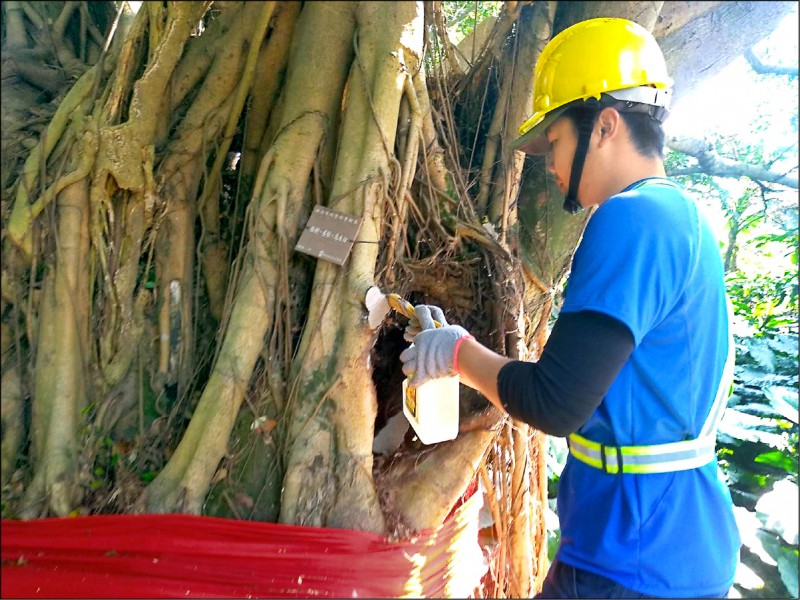 景觀處派員在樹木上塗以藥劑避免病害擴散。（新北市景觀處）