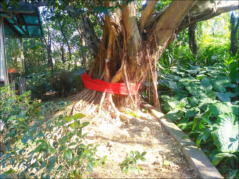 樹齡約220年的樹木是由榕樹與雀榕及烏桕交纏共生。（新北市景觀處）