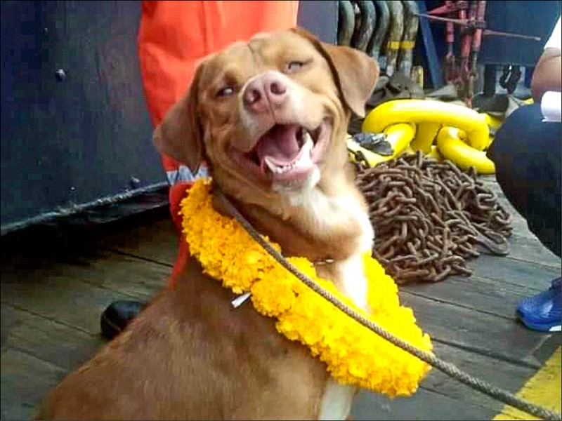漂流到海上石油平台的泰國狗狗「彭哈」歷劫歸來。（歐新社）