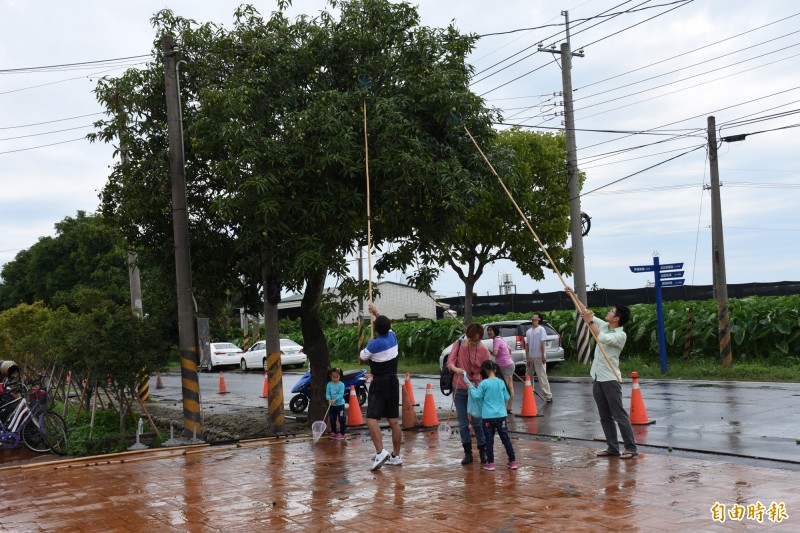 林內封路打「檨仔」 馬路變親子遊樂場 - 生活 - 自由時報電子報