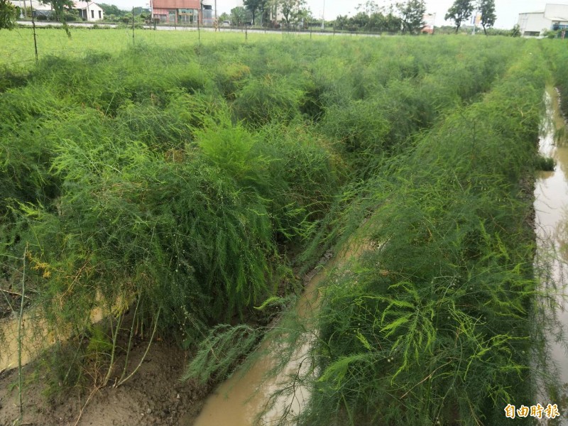 安定蘆筍盛產季來臨，價格也相當不錯，近日台北市場批發價約達145元。（記者萬于甄攝）