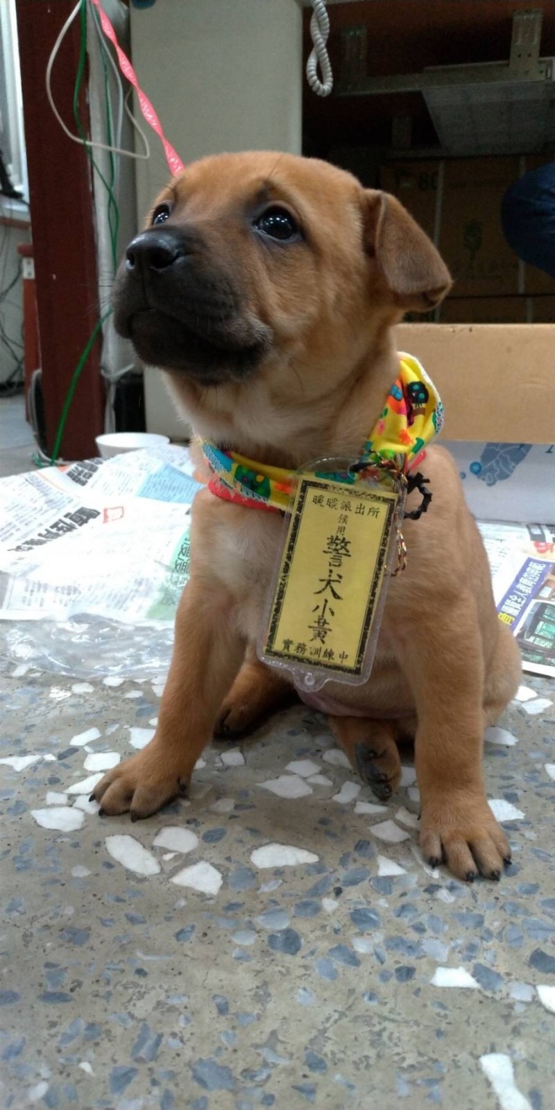 暖暖派出所萌警犬小黃。（記者吳昇儒翻攝）